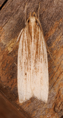 Helcystogramma hystricella