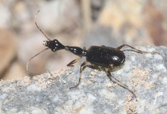 Colliuris lioptera