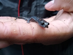 Chiropterotriton multidentatus