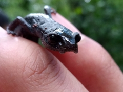 Chiropterotriton multidentatus