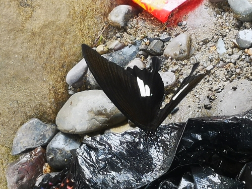 Red Helen Swallowtail