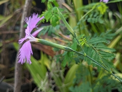 Dianthus palinensis