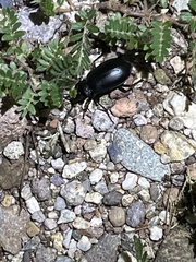 Calosoma marginale