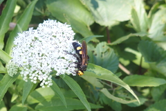 Megascolia maculata flavifrons