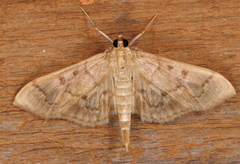 Herpetogramma theseusalis