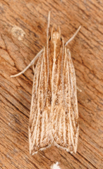 Helcystogramma hystricella