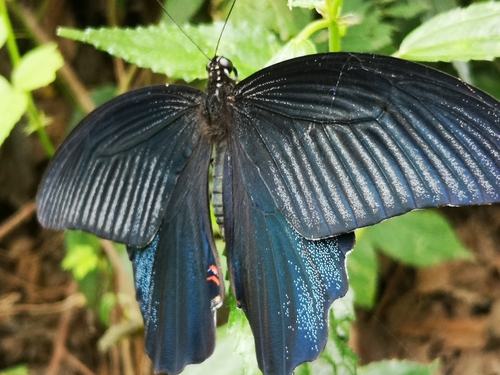 Spangle Swallowtail