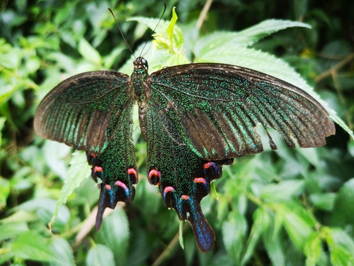 Chinese Peacock Swallowtail