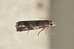Retinia metallica