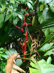 Heliconia