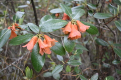 Rhododendron cinnabarinum cinnabarinum