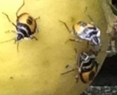 Biprorulus bibax