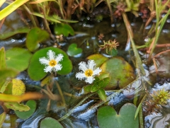 Nymphoides lungtanensis