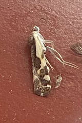 Tarache augustipennis