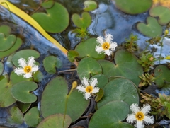 Nymphoides lungtanensis