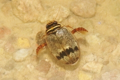 Thermonectus nigrofasciatus nigrofasciatus
