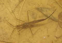 Ranatra quadridentata