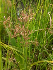 Fimbristylis cinnamometorum