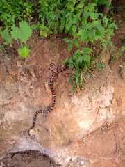 Lampropeltis abnorma