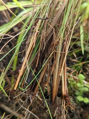 Fimbristylis cinnamometorum