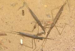 Ranatra quadridentata