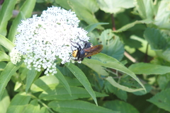 Megascolia maculata flavifrons