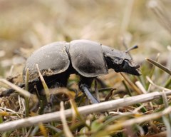 Lethrus apterus