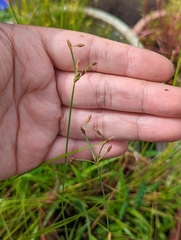 Fimbristylis macassarensis