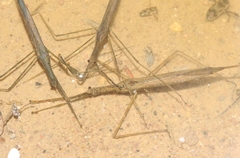 Ranatra quadridentata