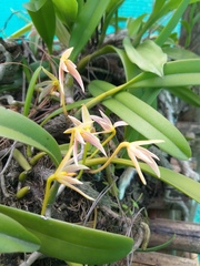 Bulbophyllum affine