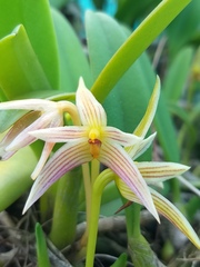 Bulbophyllum affine
