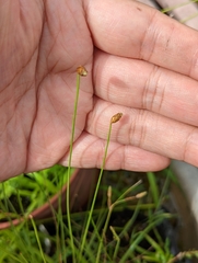 Fimbristylis nutans