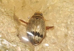 Thermonectus nigrofasciatus nigrofasciatus