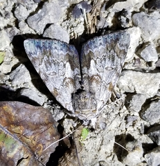 Catocala insolabilis
