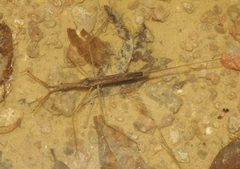 Ranatra quadridentata