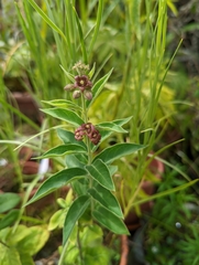 Vincetoxicum atratum