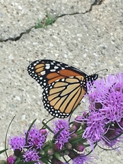 Danaus plexippus