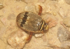 Thermonectus nigrofasciatus nigrofasciatus