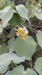 Abutilon ibarrense