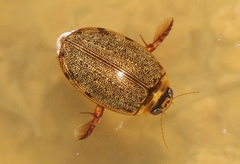 Thermonectus sibleyi
