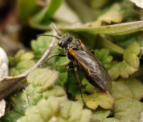 Sciapteryx costalis costalis