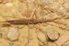 Ranatra quadridentata