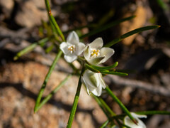Cyanothamnus tenuis