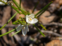 Cyanothamnus tenuis