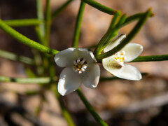 Cyanothamnus tenuis
