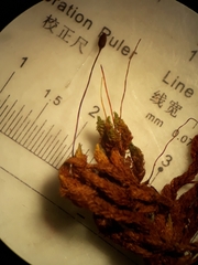 Macromitrium longipes