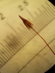Macromitrium longipes