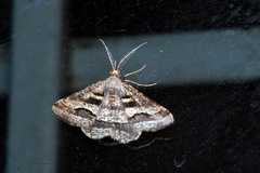 Isturgia disputaria