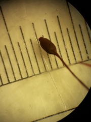 Macromitrium longipes