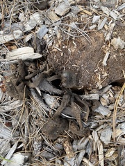 Craterellus calicornucopioides